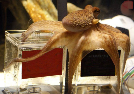 octopus-roulette-system The Octopus Roulette System