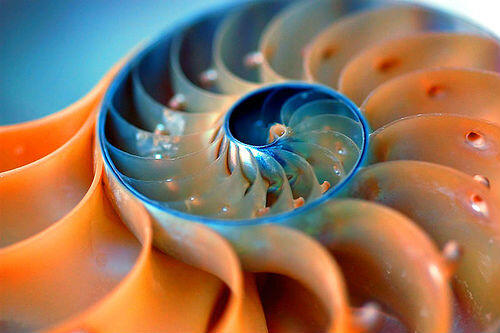 fibonacci-nautilus
