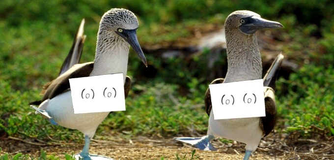 Boobies